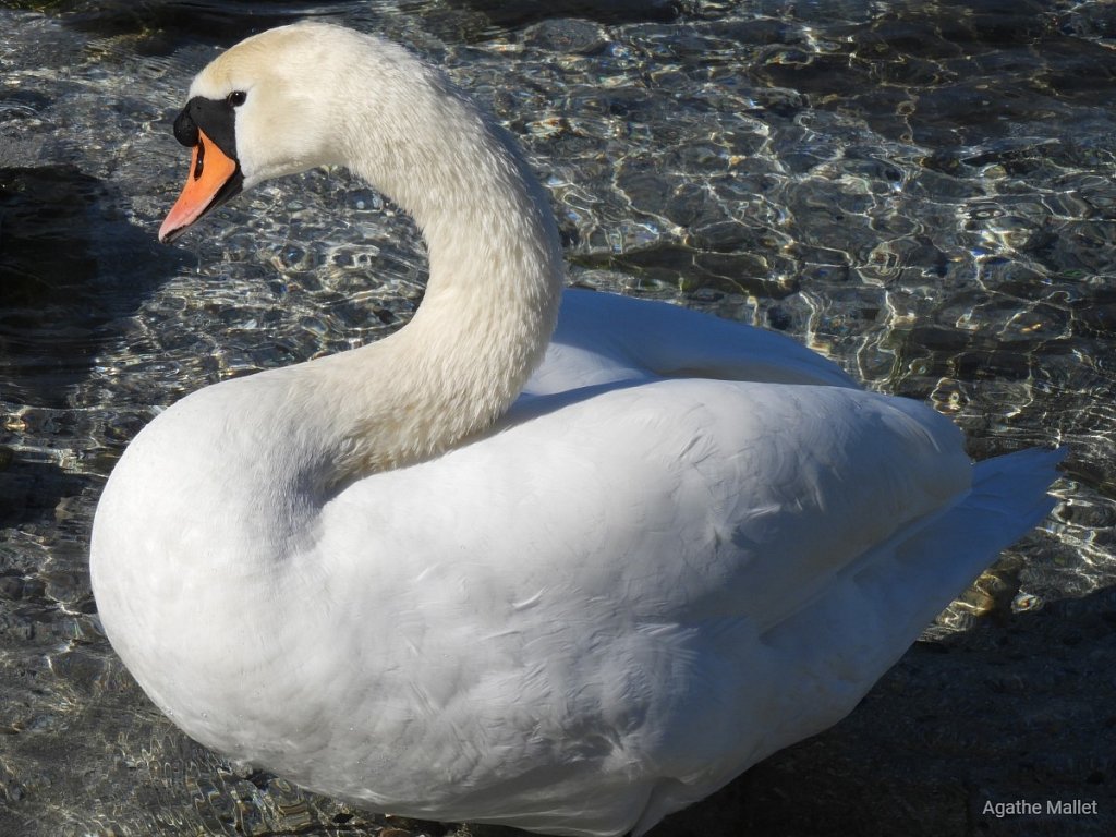 Cygne tuberculé